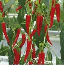 Chilli Pepper Seeds