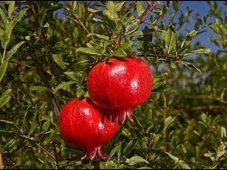Organic Fresh Pomegranates, for Making Custards, Making Juice