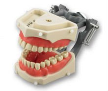 Composite Materials Typodont Teeth Set