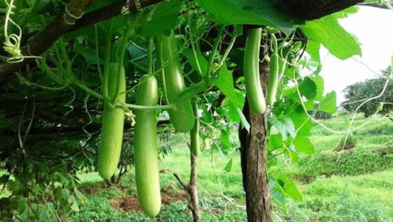 Hybrid Long Bottle Gourd Seeds, for Human Consumption, Style : Dried