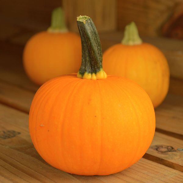 Organic Hybrid Pumpkin Seeds, Style : Dried