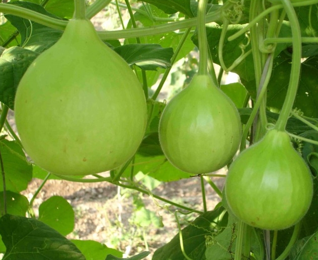 Hybrid Round Bottle Gourd Seeds, for Human Consumption, Style : Dried