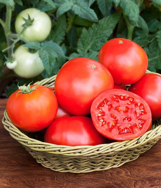 Organic Hybrid Tomato Seeds, Color : Red