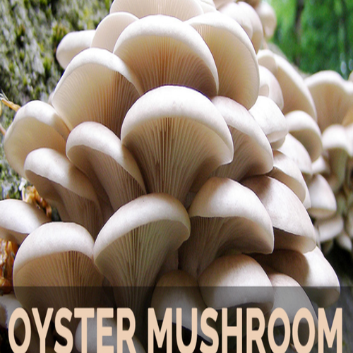 Oyester Mushroom, Color : White at Best Price in Ranchi | Helix Exports