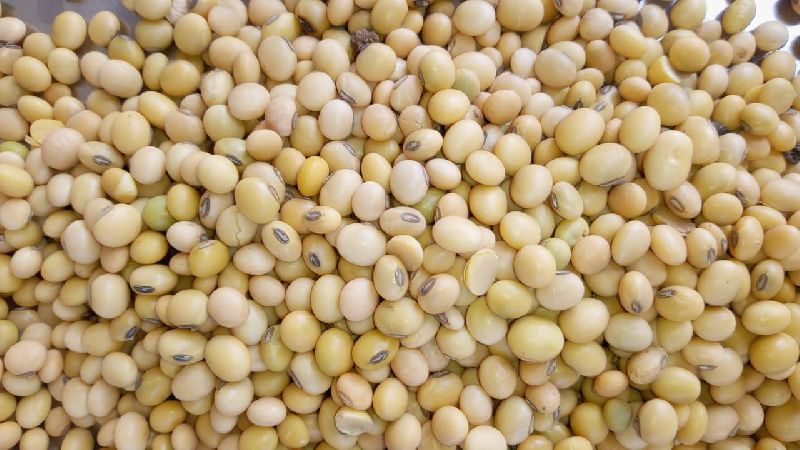 Bold Soybean Seeds