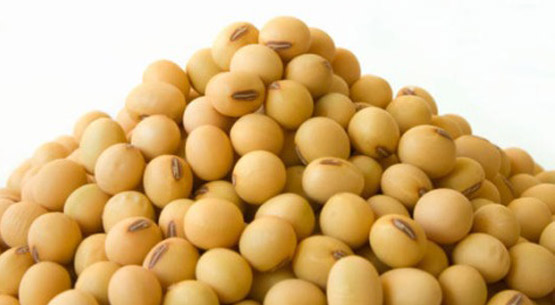 Indian Soybean Seeds