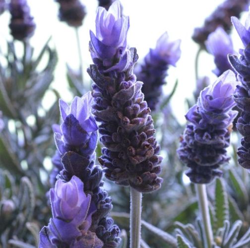 Lavender (true) French Oil, for Medicine