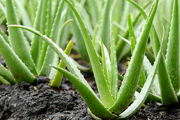 Natural Aloe Vera Baby Plant, for Cosmetic, Medicines, Feature : Easy to Grow, Insect Free, Long Term Freshness