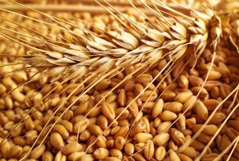 Organic Indian Wheat Seeds, for Flour, Food, Feature : Gluten Free, Healthy