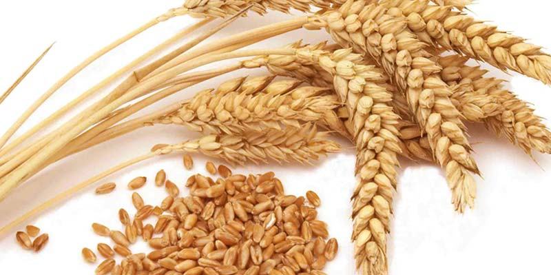 Organic Nutrition Wheat Seeds, for Beverage, Flour, Feature : Gluten Free, Healthy