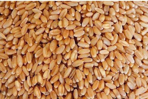 Organic Wheat Seeds, for Cooking, Feature : Gluten Free