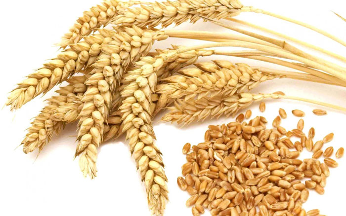 Organic Premium Wheat Seeds, for Beverage, Flour, Food, Feature : Gluten Free, Healthy, Natural Taste