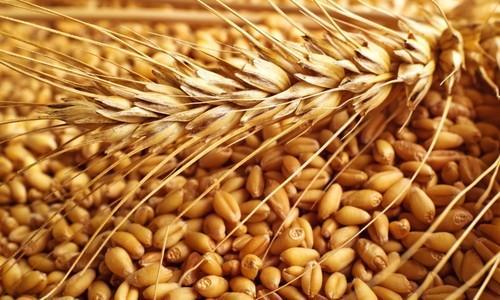 Common Natural Wheat Seeds, for Flour, Food, Feature : Gluten Free