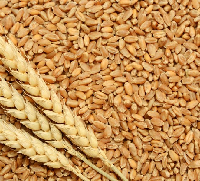 Natural Whole Wheat Seeds, for Flour, Food, Packaging Size : 10kg, 1kg, 25kg, 50kg, 5kg