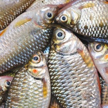 tilapia fish feed