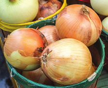 Organic Fresh Big Onion, Shelf Life : 1month