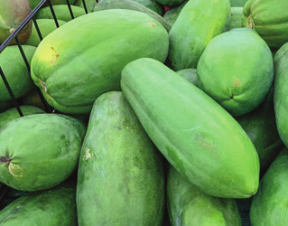 Organic Fresh Green Papaya, Shelf Life : 1week