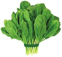 Organic Fresh Spinach, Packaging Size : 2.5Kg, 10Kg, 25Kg