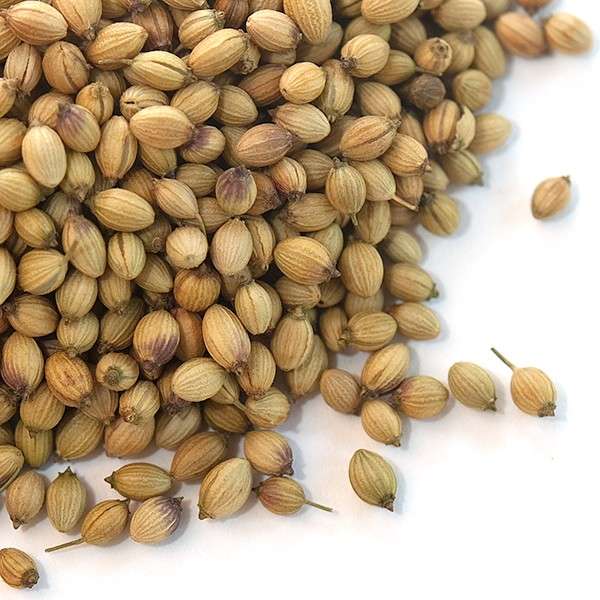 Common coriander seeds, for Agriculture, Cooking, Food, Medicinal, Packaging Type : Jute Bags, Plastic Packets