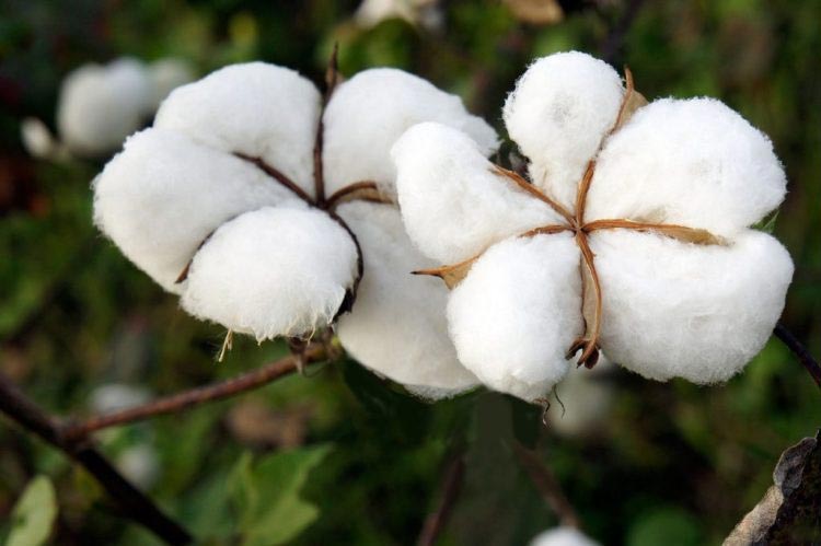 natural raw cotton Buy natural raw cotton in Dhule Maharashtra India ...