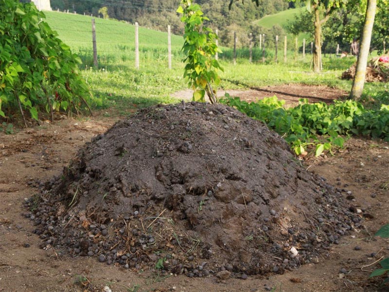 Pure Cow Dung Fertilizer Manufacturer In Dhule Maharashtra India