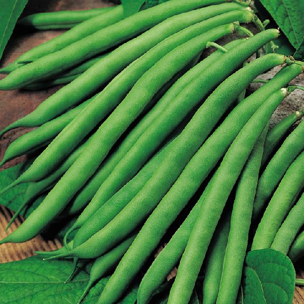 fresh green beans