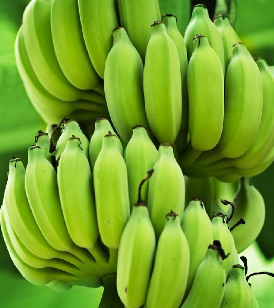 Fresh Natural Green Banana