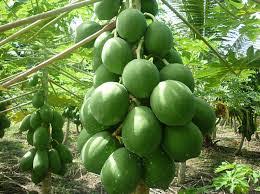 Organic Fresh Natural Green Papaya