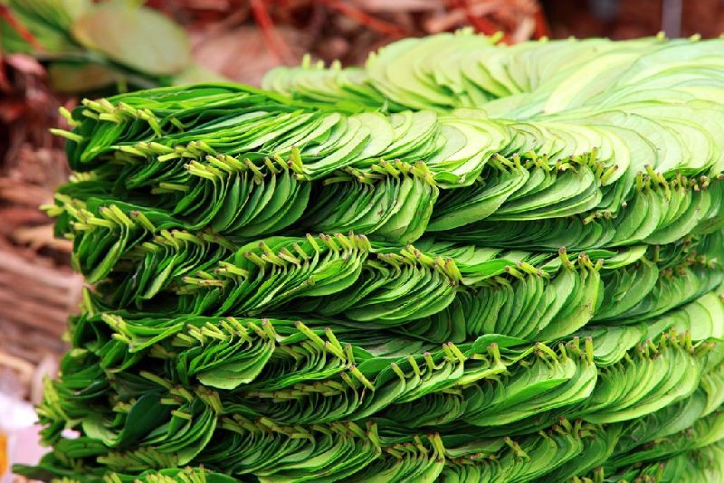 Organic Betel Leaves, Color : Green