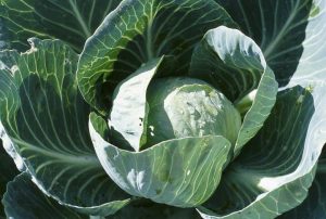 Fresh Cabbage, Color : Green