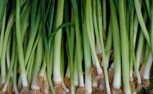 Fresh Green Onion, Shelf Life : 15days