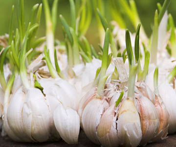 Organic Whole Garlic, Color : White