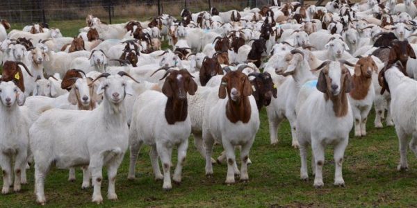 boer-goats-manufacturer-in-gauteng-south-africa-by-mokak-general