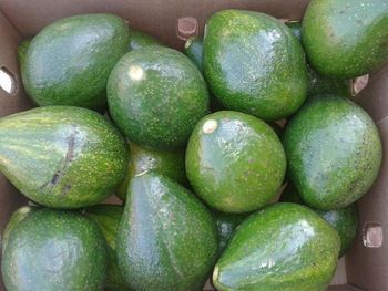 Green Avocado For Sale