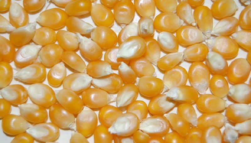 Popcorn Seeds