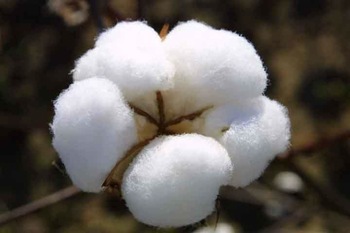 raw cotton