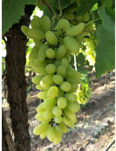 Fresh Organic Grapes, Shelf Life : 7-10days