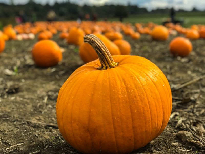 Fresh Pumpkin