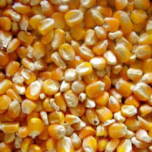 Natural Hybrid Maize Seeds, for Animal Feed, Human Consumption, Style : Dried