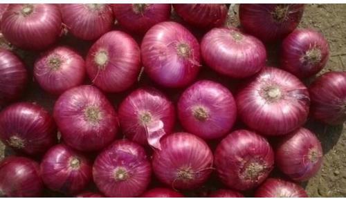 Indian Fresh Red Onion