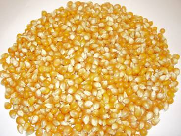 Natural indian yellow maize, for Animal Food, Human Food, Style : Dried