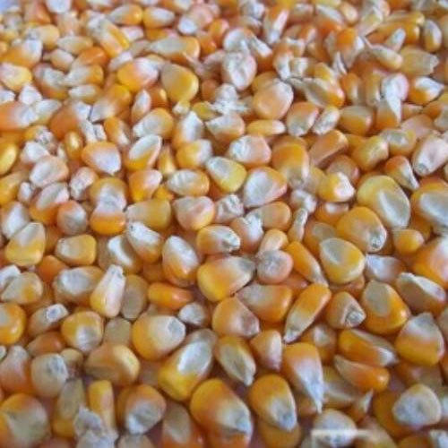 Pure Yellow Maize Seeds