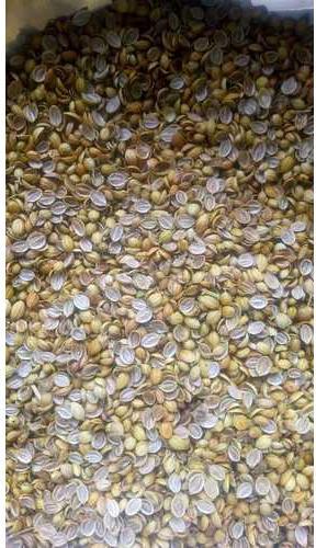 Organic Scooter Split Coriander Seeds, for Agriculture, Cooking