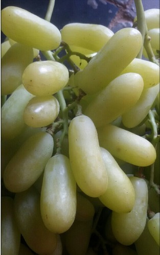 Long Green Grapes, Grade : Premium
