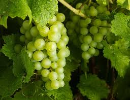 Organic Round Green Grapes, Grade : Premium