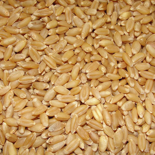 Organic Brown Wheat Seeds, Shelf Life : 1year
