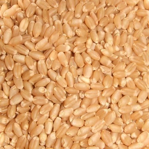 Fresh Wheat Seeds