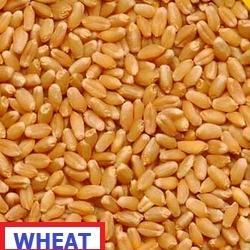 Organic Natural Wheat Seeds, Purity : 99.9%