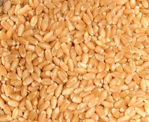 Premium Wheat Seeds, Purity : 99.95%