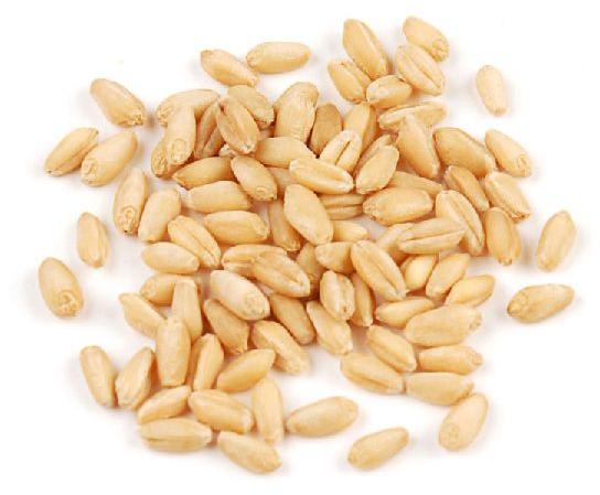 Organic Soft White Wheat Seeds, Purity : 99.9%